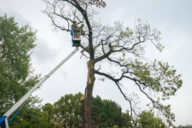  White Knoll, SC Tree Services Pros