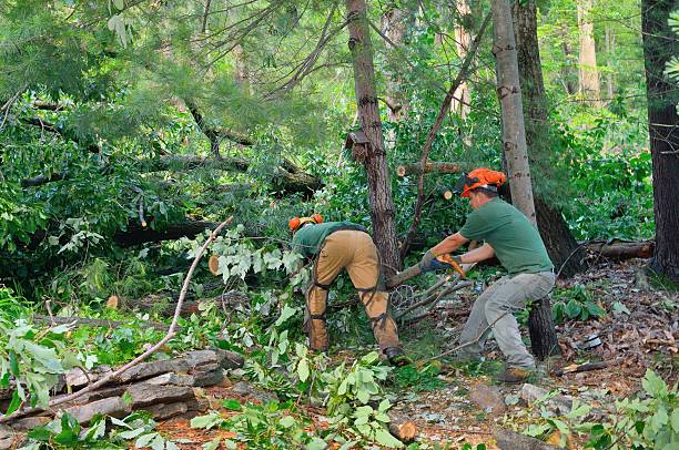 Best Fruit Tree Pruning  in White Knoll, SC