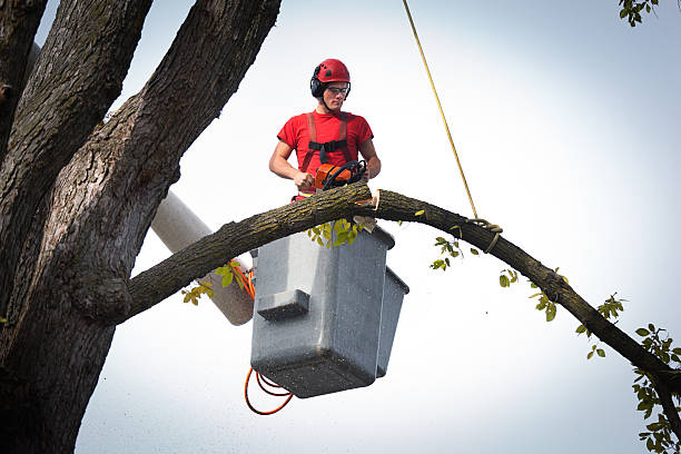 How Our Tree Care Process Works  in  White Knoll, SC