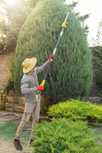 Best Tree Preservation Services  in White Knoll, SC