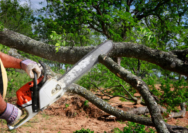 Best Tree Mulching  in White Knoll, SC
